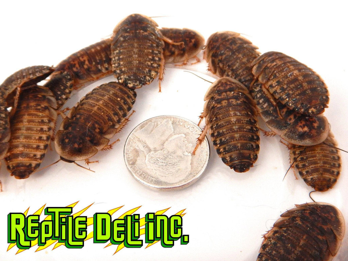 Dubia Roach - Large - Bulk - Reptile Deli Inc.