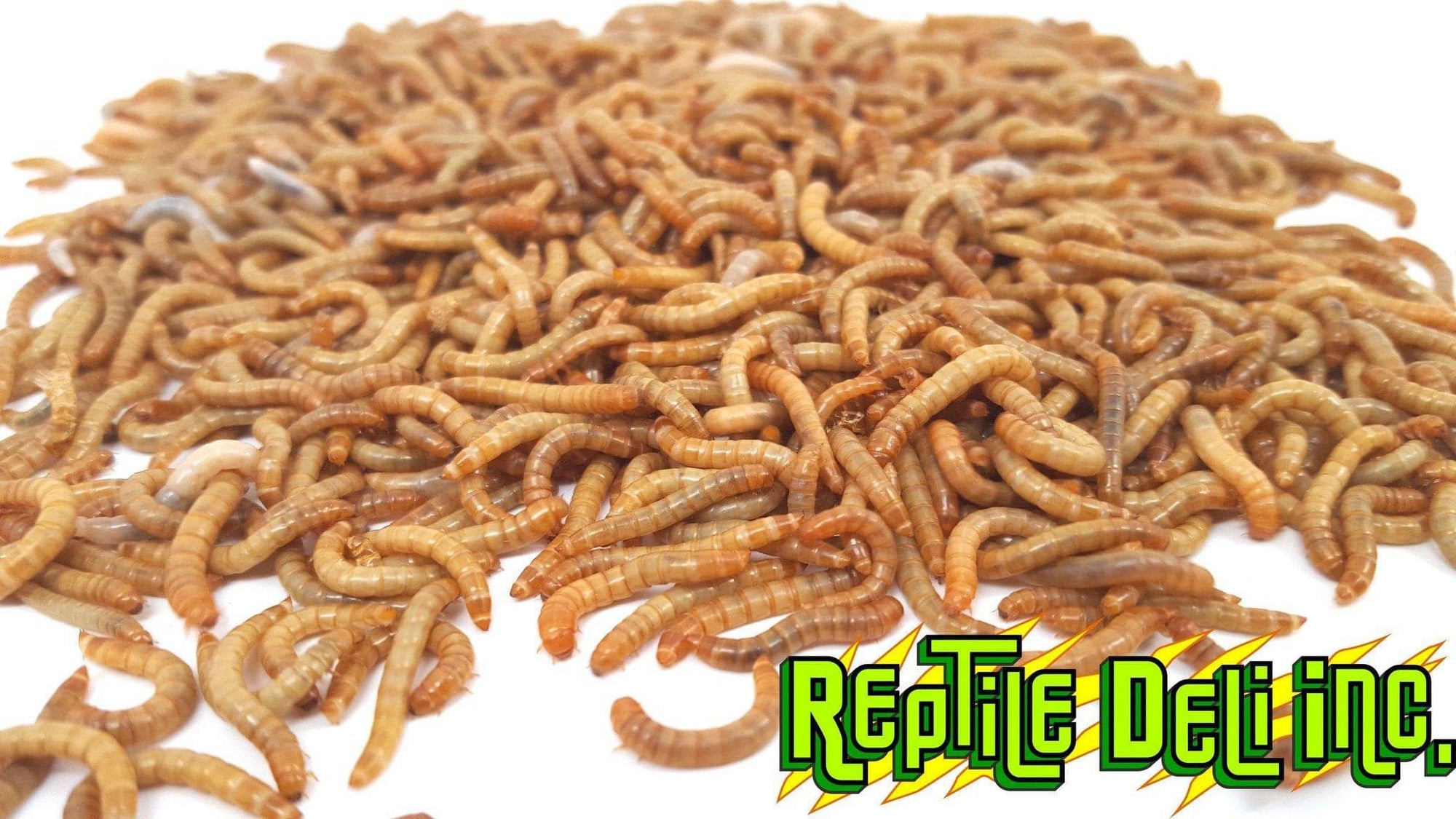 Meal Worms - Large - Reptile Deli Inc.