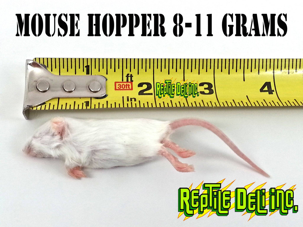 Frozen Mouse - Hopper - Reptile Deli Inc.