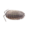 Armadillidium Paraccae Isopods (12 Count) - Reptile Deli Inc.