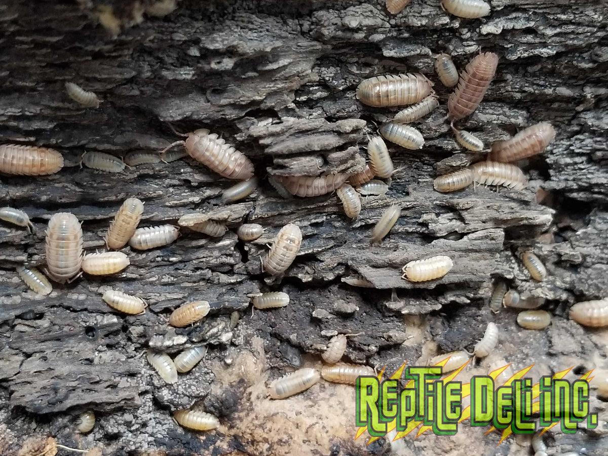 Peach Armadillidium Nasatum (12 Count) (12 Count) - Reptile Deli Inc.