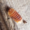 Pink Ducky - Cubaris Isopods (6 Count) - Reptile Deli Inc.