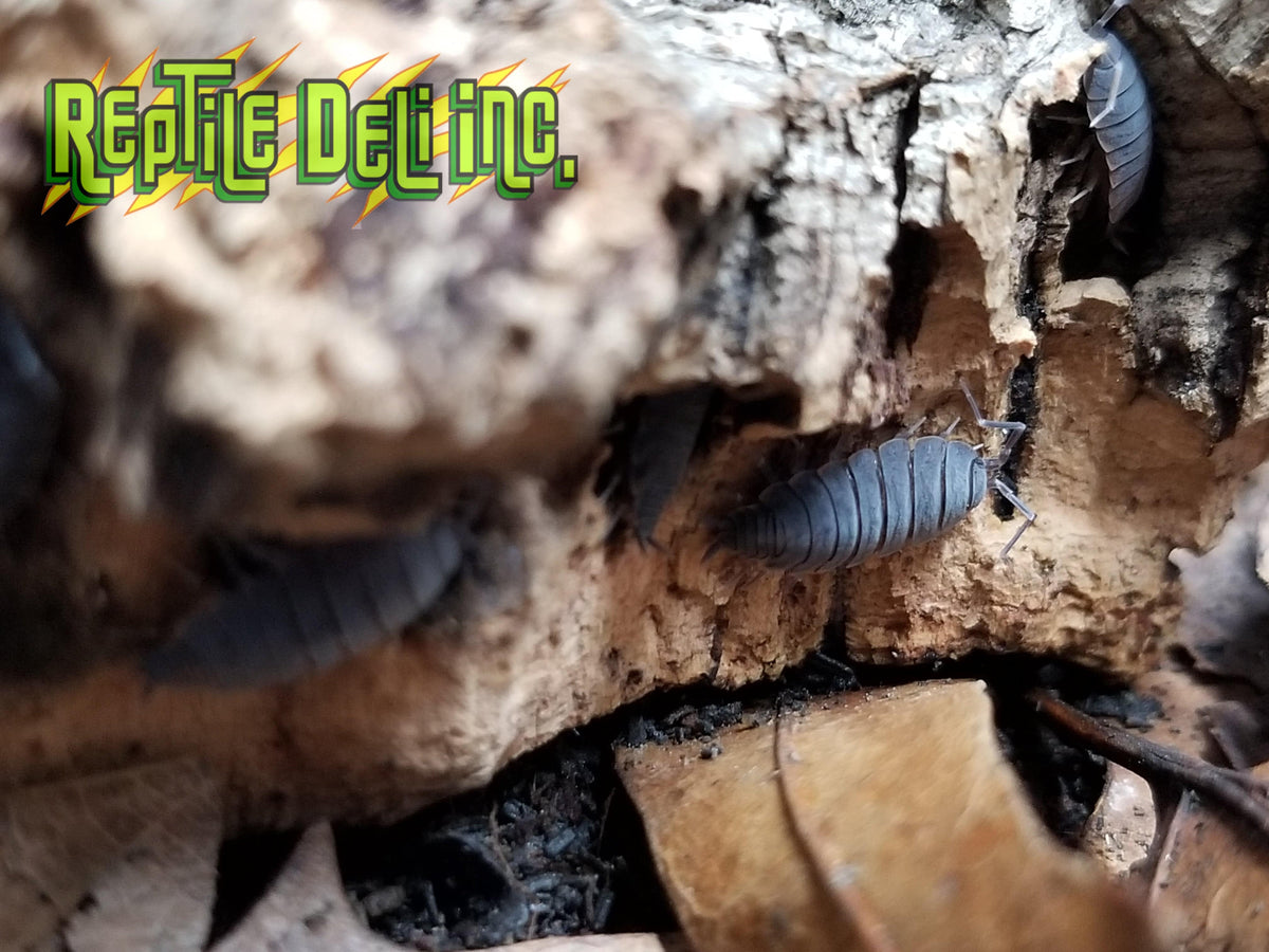 Powder Blue Isopods (12 Count) - Reptile Deli Inc.