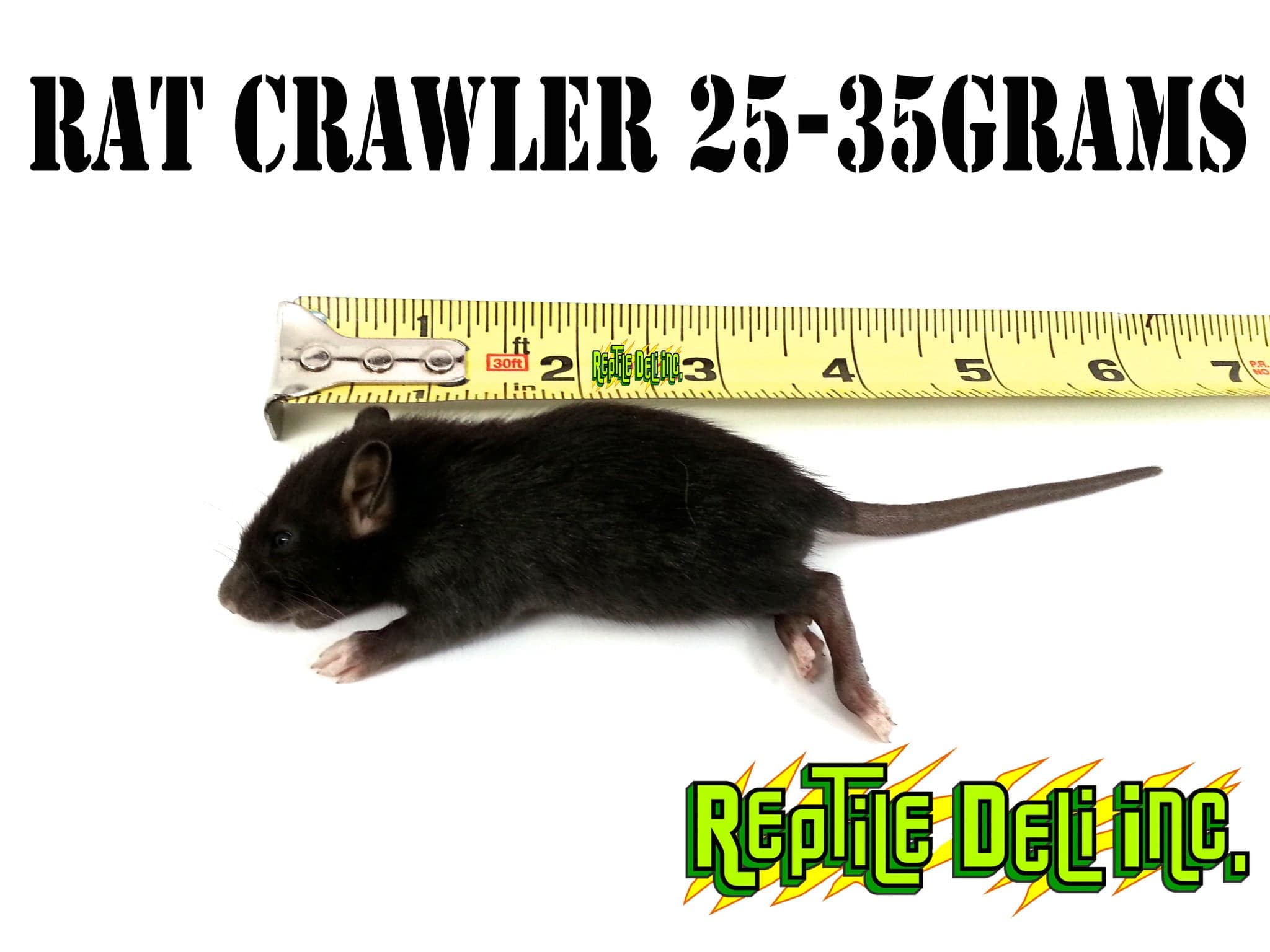 Frozen Scale Rats Frozen Rats for Sale - Rat Crawler - Reptile Deli Inc.