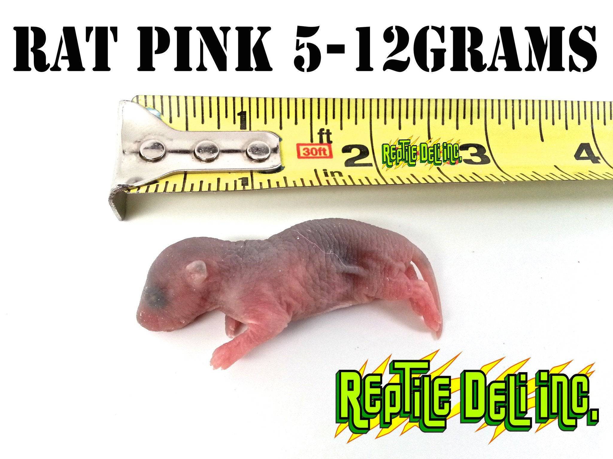 Pink Spring Rat Frozen Rat - Pinks | Reptile Deli Inc.