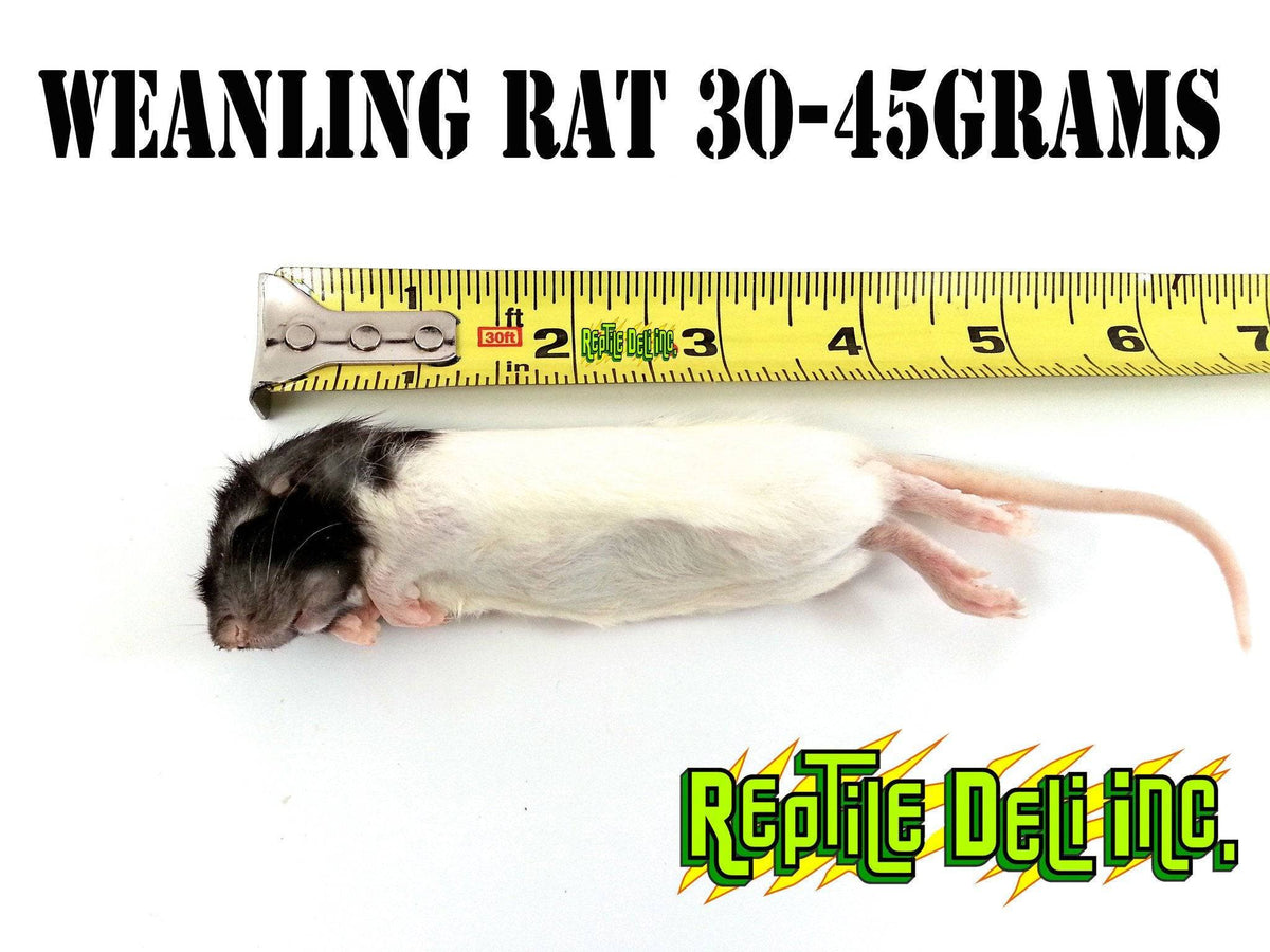 Frozen Rat - Weanling - Reptile Deli Inc.