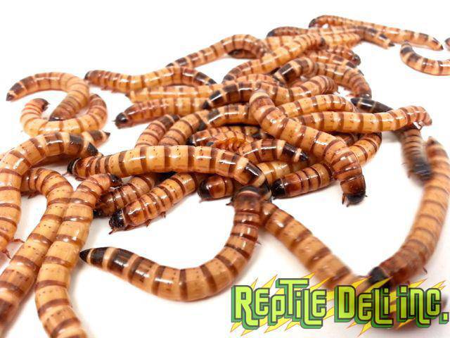 Superworms - Large - Reptile Deli Inc.