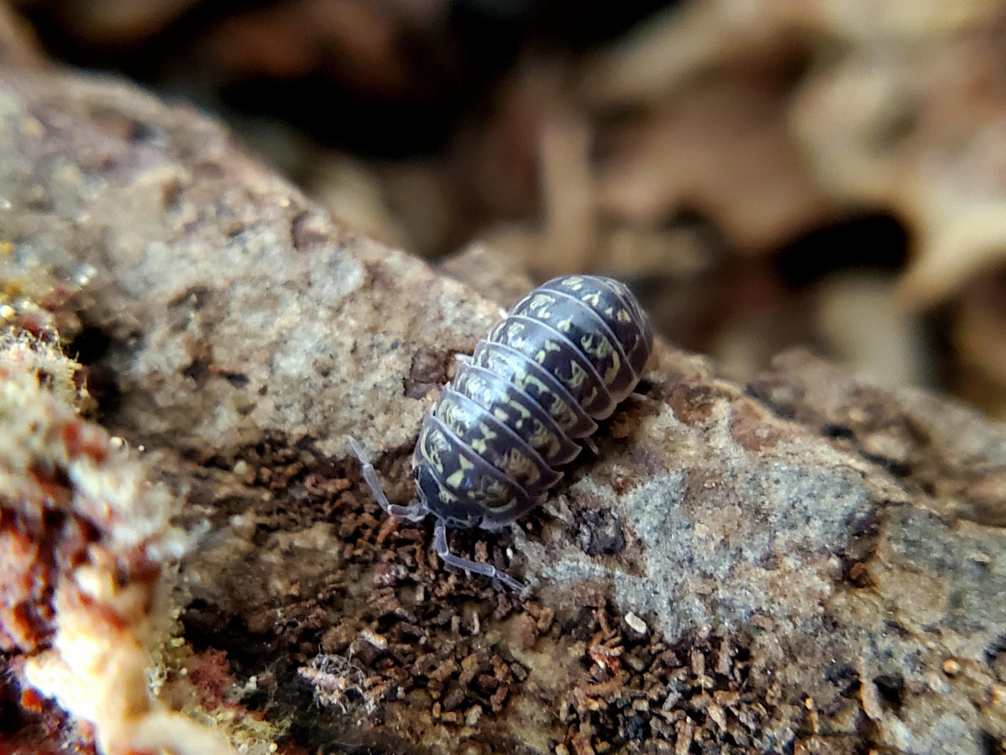 Armadillidium Versicolor Isopods (12 Count) - Reptile Deli Inc.