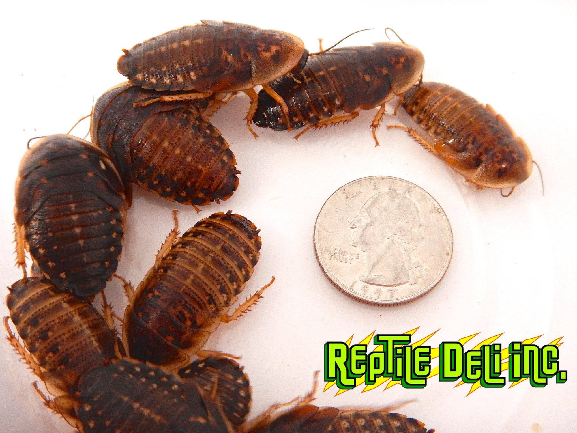Dubia Roach - XL - Bulk - Reptile Deli Inc.
