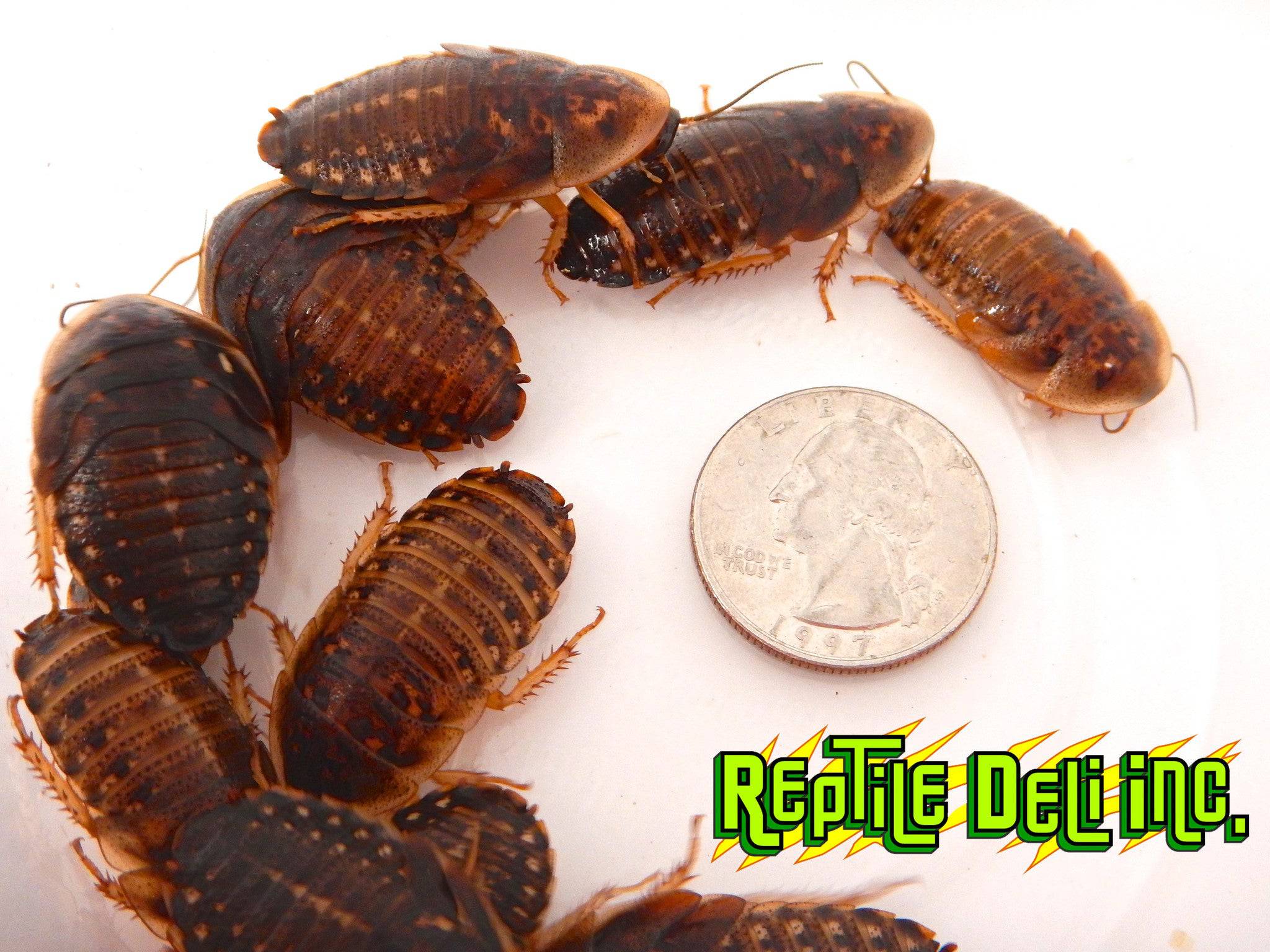 Dubia Roach XL Bulk Roaches Reptile Food Reptile Deli Inc.